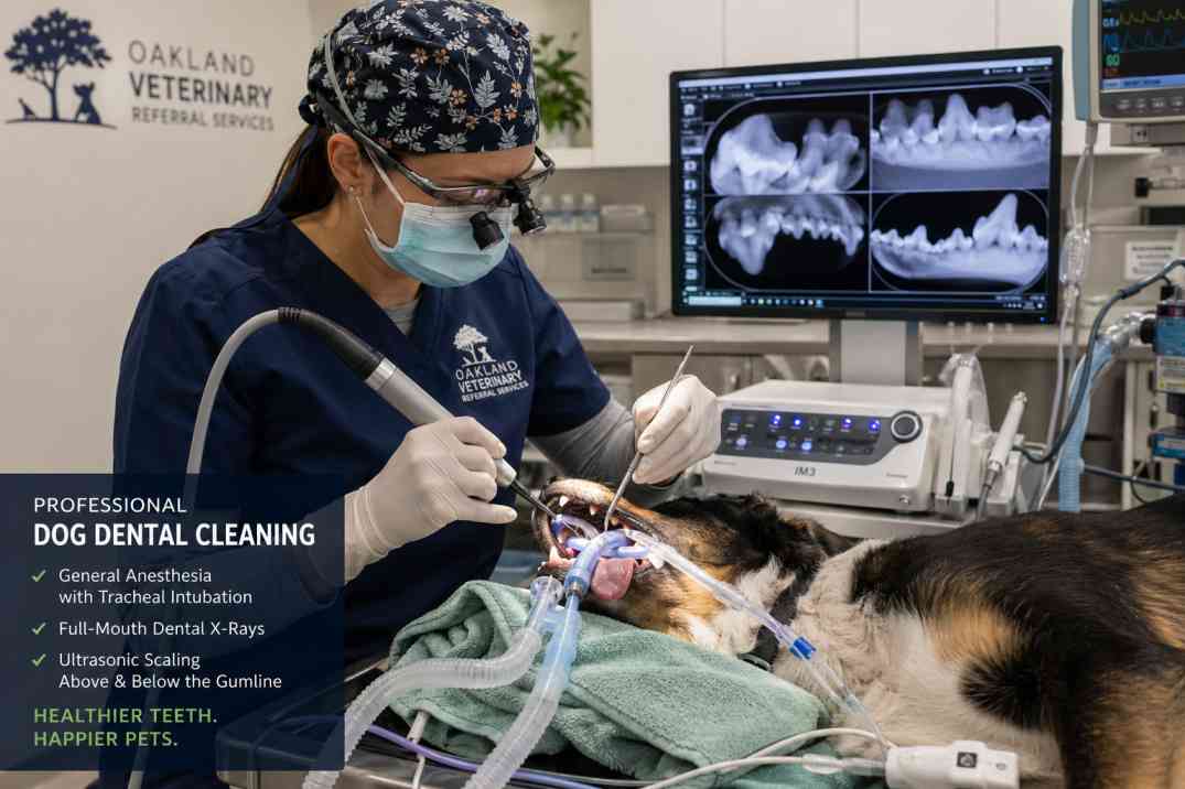 Veterinarian performing professional dog teeth cleaning under anesthesia at Oakland veterinary clinic