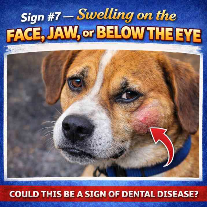 Dog-dental-health