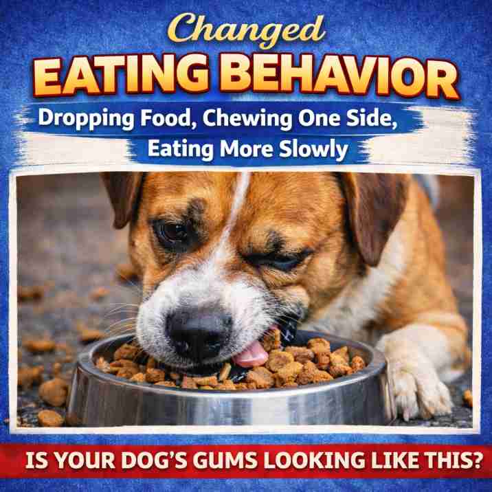 Eating-Behavior